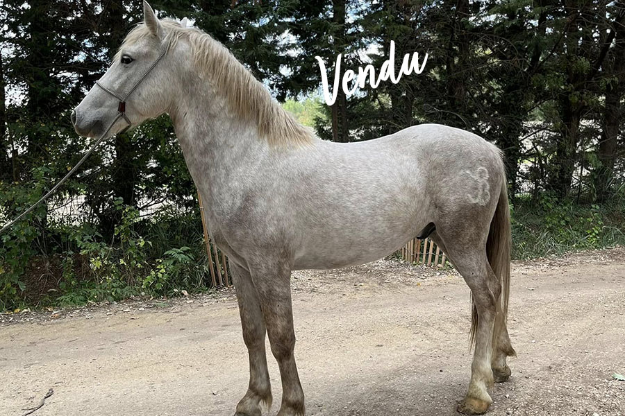 Poulain Camargue Moka du Marais